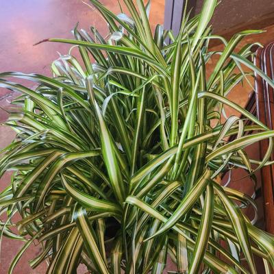 Sale Photo Thumbnail #130: A lush, full spider plant (Chlorophytum comosum) displayed in a decorative dark-colored metal stand. The plant showcases its signature long, arching green leaves with white stripes running down the center. The pot is securely placed in the stand, making i