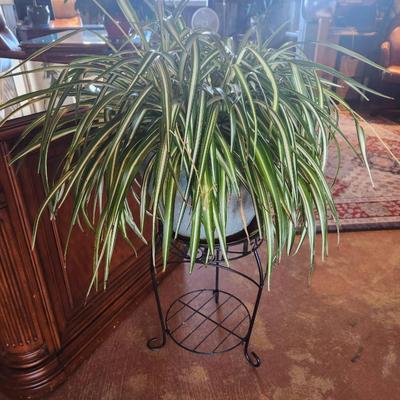 Sale Photo Thumbnail #131: A lush, full spider plant (Chlorophytum comosum) displayed in a decorative dark-colored metal stand. The plant showcases its signature long, arching green leaves with white stripes running down the center. The pot is securely placed in the stand, making i