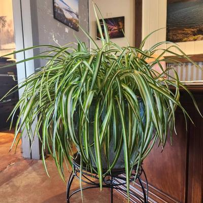 Sale Photo Thumbnail #129: A lush, full spider plant (Chlorophytum comosum) displayed in a decorative dark-colored metal stand. The plant showcases its signature long, arching green leaves with white stripes running down the center. The pot is securely placed in the stand, making i