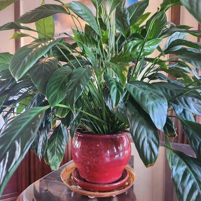 Sale Photo Thumbnail #133: Healthy and lush peace lily plant with vibrant green foliage, presented in a red ceramic pot with a matching saucer. The plant is well-maintained and adds a stylish, natural touch to any indoor setting. Ideal for offices or living spaces, requiring minima