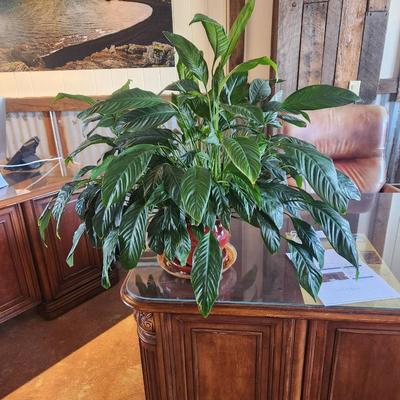 Sale Photo Thumbnail #134: Healthy and lush peace lily plant with vibrant green foliage, presented in a red ceramic pot with a matching saucer. The plant is well-maintained and adds a stylish, natural touch to any indoor setting. Ideal for offices or living spaces, requiring minima