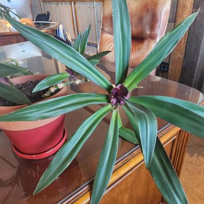 Sale Photo Thumbnail #136: A potted green foliage plant featuring long, pointed leaves with a glossy finish. The leaves have a slight purple hue near the base, adding contrast. The plant is housed in a red plastic planter and appears well-established, suitable for indoor decor. Dis