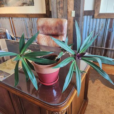 Sale Photo Thumbnail #135: A potted green foliage plant featuring long, pointed leaves with a glossy finish. The leaves have a slight purple hue near the base, adding contrast. The plant is housed in a red plastic planter and appears well-established, suitable for indoor decor. Dis