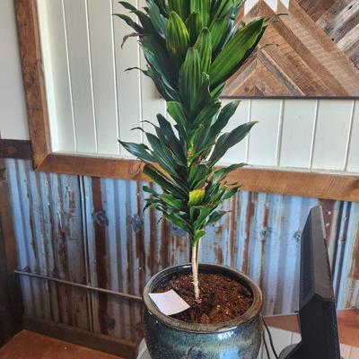 Sale Photo Thumbnail #138: Dracaena Marginata, also known as Dragon Tree, presented in a glazy ceramic pot. Popular as an indoor plant due to its upright growth and decorative leaves. The pot is round with a blue-gray glaze, adding to its aesthetic appeal. Well-potted in soil and r