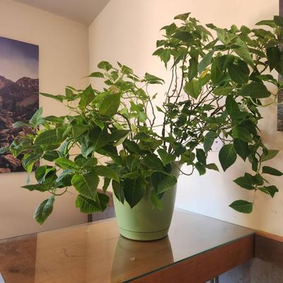 Sale Photo Thumbnail #149: Large leafy green houseplant in a green plastic pot. The plant is vibrant with dense foliage and is appropriate for indoor settings. The pot is lightweight, with visible ventilation holes near its bottom to support drainage. Overall condition appears heal