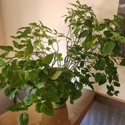 Sale Photo Thumbnail #150: Large leafy green houseplant in a green plastic pot. The plant is vibrant with dense foliage and is appropriate for indoor settings. The pot is lightweight, with visible ventilation holes near its bottom to support drainage. Overall condition appears heal