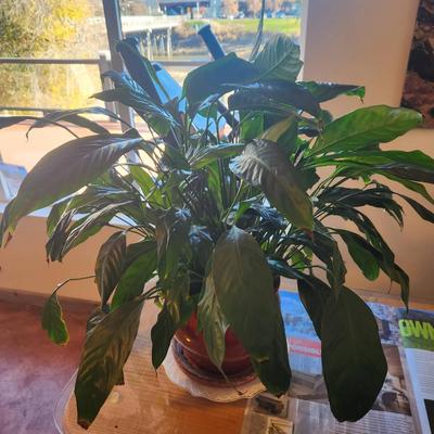 Sale Photo Thumbnail #156: Peace Lily (Spathiphyllum) plant housed in a glossy red ceramic pot. The plant features large, glossy green leaves and is potted with soil. It appears healthy, with vibrant foliage, and comes in a decorative pot that includes a drainage tray underneath. S