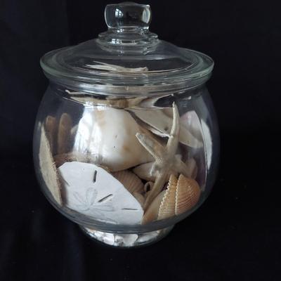 Trilobite Fossil, Seashells & More (LR-BBL)