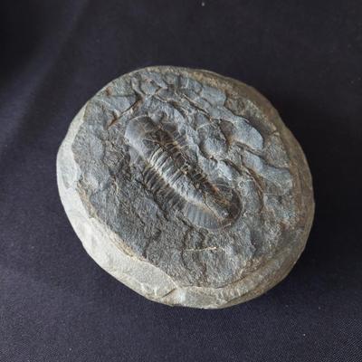 Trilobite Fossil, Seashells & More (LR-BBL)