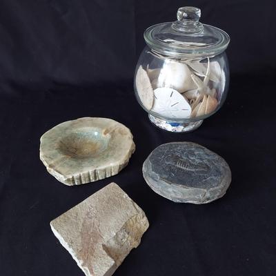 Trilobite Fossil, Seashells & More (LR-BBL)