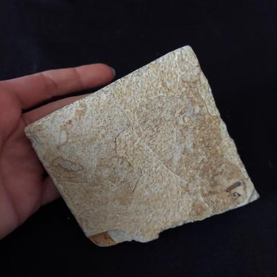 Trilobite Fossil, Seashells & More (LR-BBL)