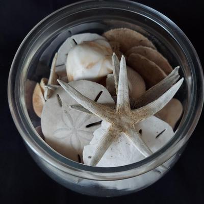 Trilobite Fossil, Seashells & More (LR-BBL)