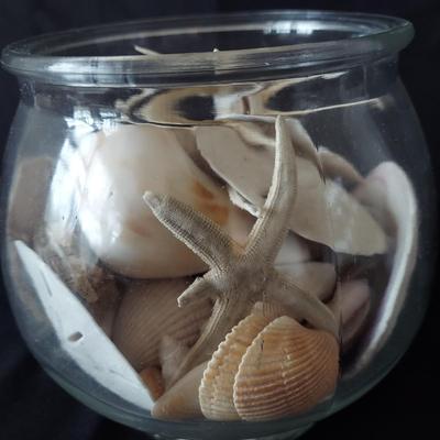 Trilobite Fossil, Seashells & More (LR-BBL)