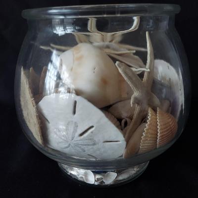 Trilobite Fossil, Seashells & More (LR-BBL)