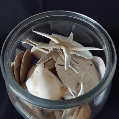 Trilobite Fossil, Seashells & More (LR-BBL)