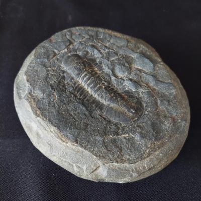 Trilobite Fossil, Seashells & More (LR-BBL)