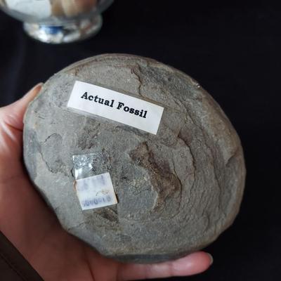 Trilobite Fossil, Seashells & More (LR-BBL)