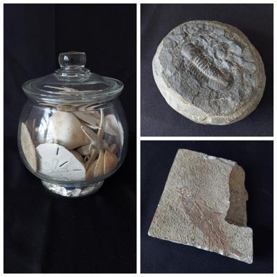 Trilobite Fossil, Seashells & More (LR-BBL)