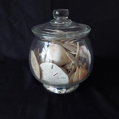 Trilobite Fossil, Seashells & More (LR-BBL)