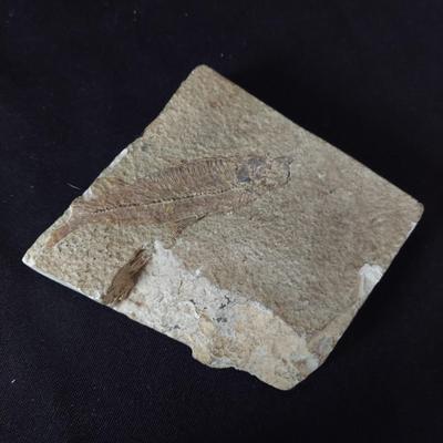 Trilobite Fossil, Seashells & More (LR-BBL)