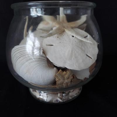 Trilobite Fossil, Seashells & More (LR-BBL)