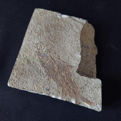 Trilobite Fossil, Seashells & More (LR-BBL)