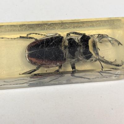 Insect In Resin Block - Fossil