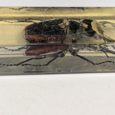 Insect In Resin Block - Fossil