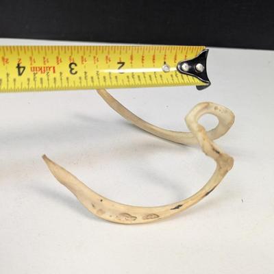 Animal Bone Structure