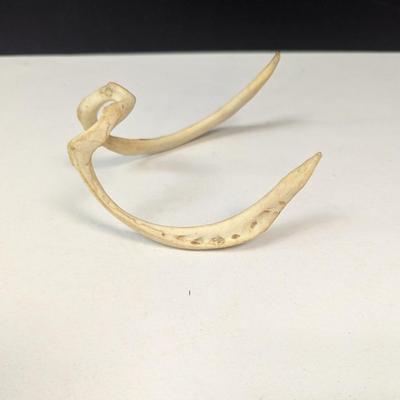 Animal Bone Structure