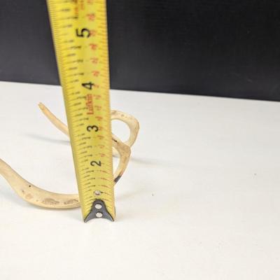 Animal Bone Structure