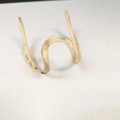 Animal Bone Structure