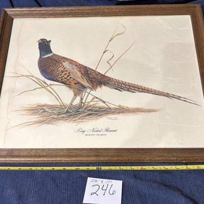 Ringed Necked Pheasant Picture