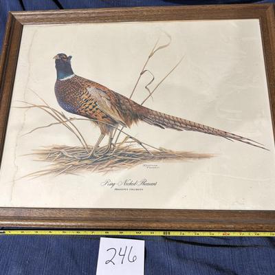 Ringed Necked Pheasant Picture