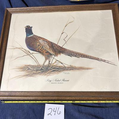 Ringed Necked Pheasant Picture