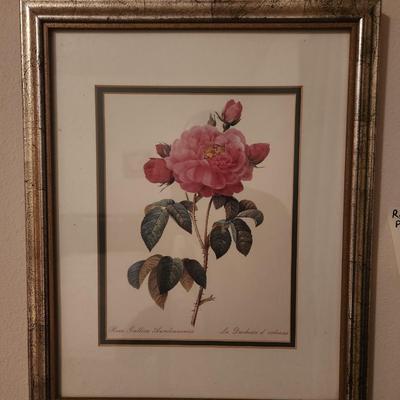 Rosa Gallica Picture