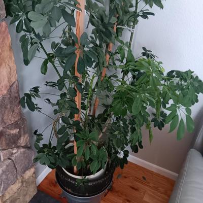 TALL, HEALTHY LIVE PLANT