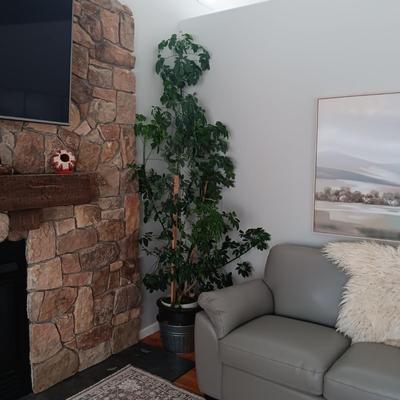 TALL, HEALTHY LIVE PLANT