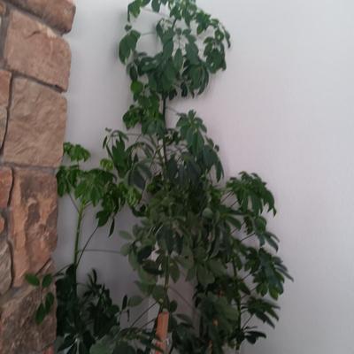 TALL, HEALTHY LIVE PLANT