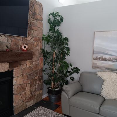 TALL, HEALTHY LIVE PLANT