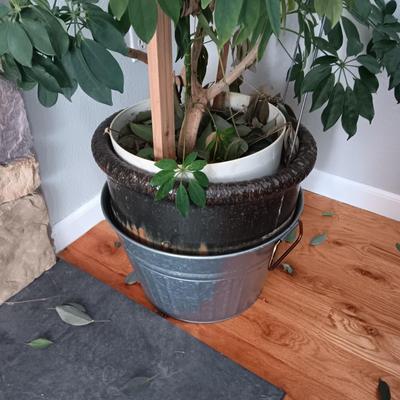 TALL, HEALTHY LIVE PLANT