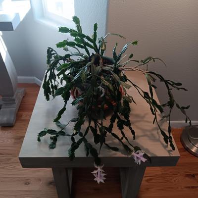 1 JALISCO SQUARE COCKTAIL TABLE AND A LIVE CHRISTMAS CACTUS