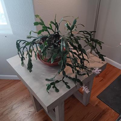 1 JALISCO SQUARE COCKTAIL TABLE AND A LIVE CHRISTMAS CACTUS
