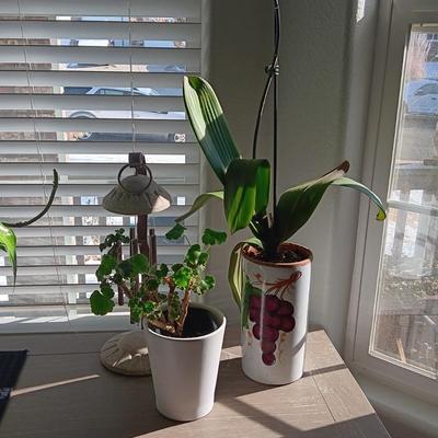 2 LIVE STARTER PLANTS AND A TABLETOP SOLAR CHIME