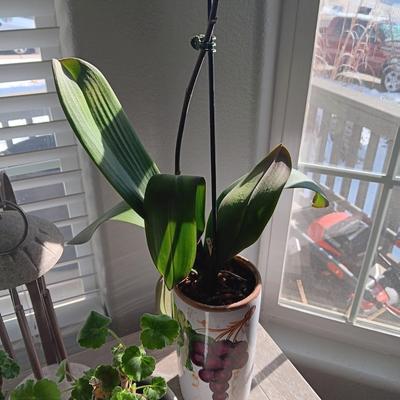 2 LIVE STARTER PLANTS AND A TABLETOP SOLAR CHIME