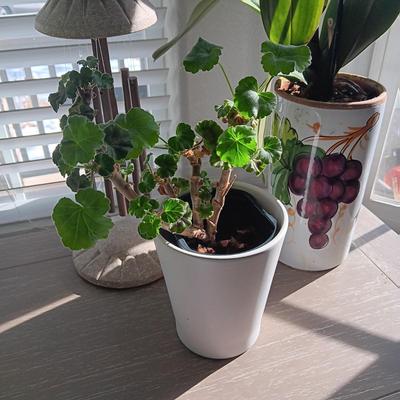 2 LIVE STARTER PLANTS AND A TABLETOP SOLAR CHIME