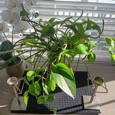A LIVE PLANT, FAUX ORCHID AND 2 METAL CANDLE HOLDERS