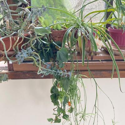 LOT 200: Collection of Four Assorted Live Houseplants