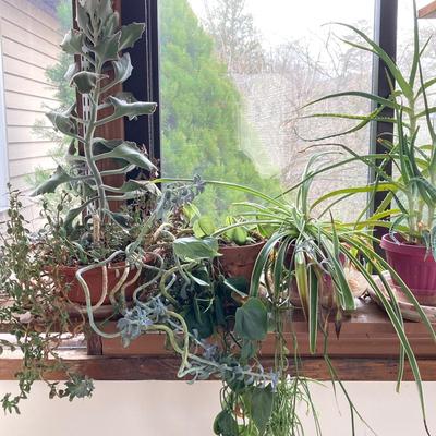 LOT 200: Collection of Four Assorted Live Houseplants