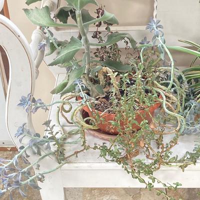 LOT 200: Collection of Four Assorted Live Houseplants